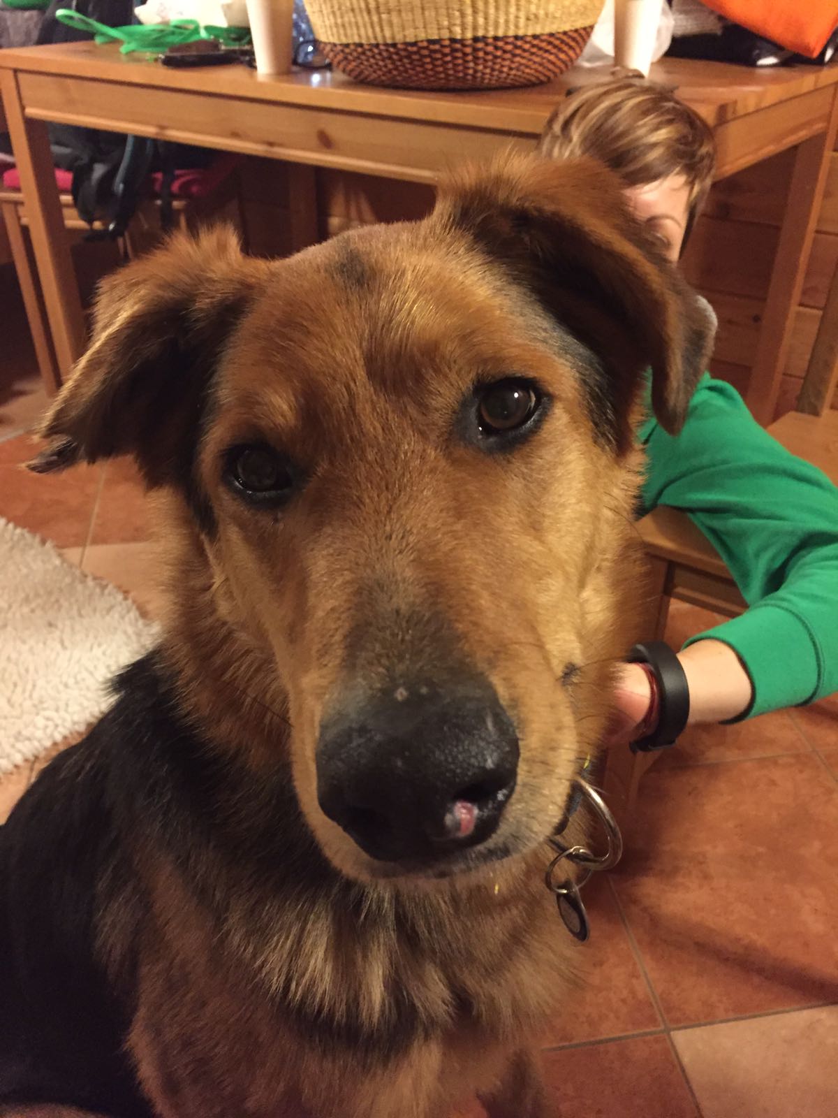 Mike unser Hund aus der Tötung durfte mit nach Deutschland. Herzlich Willkommen in meinem Team der Hundeschule. Schön, dass Du da bist!